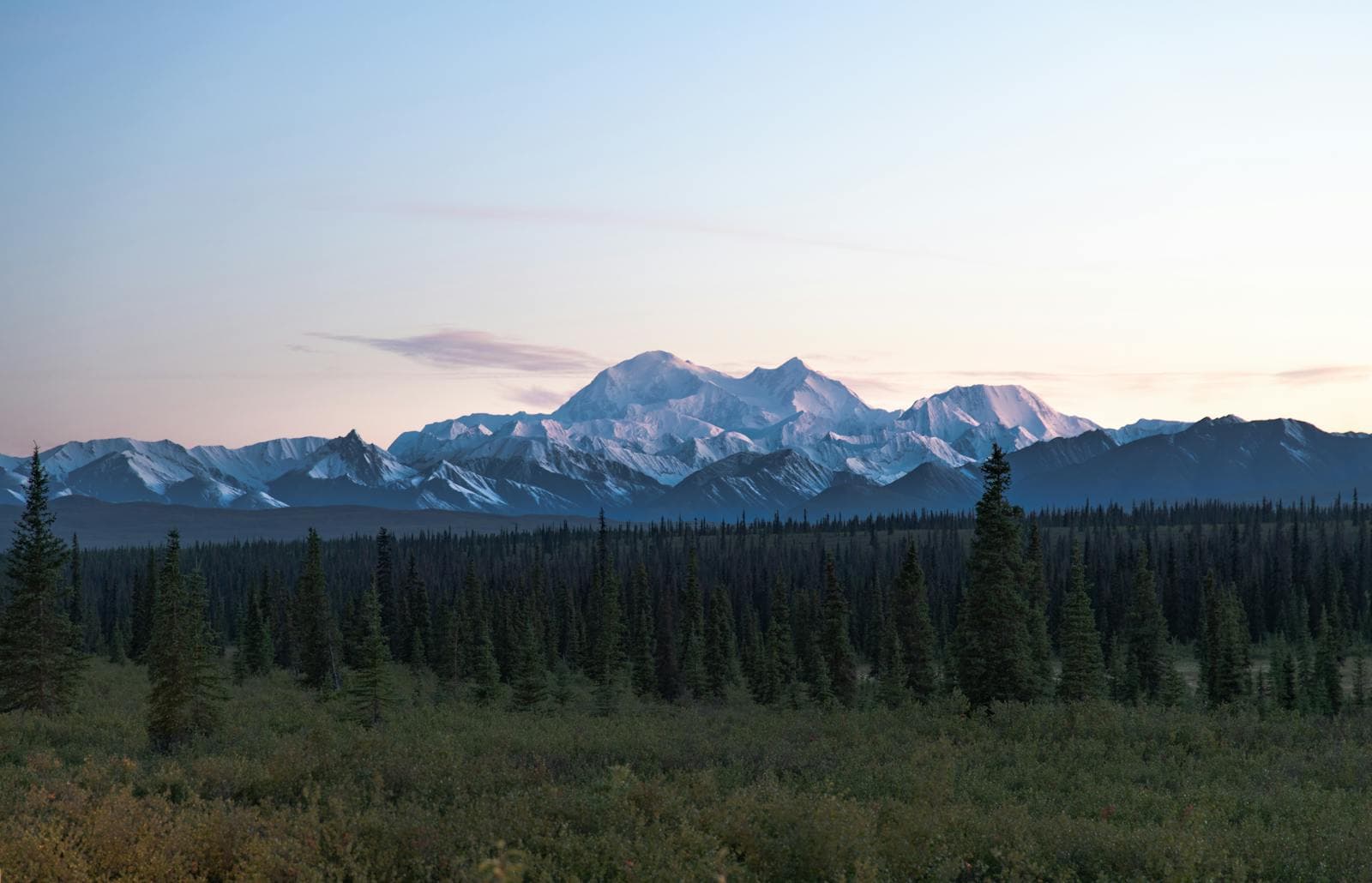 Snow-capped Denali glows with pink alpenglow at dawn above a dark spruce forest in Alaska.