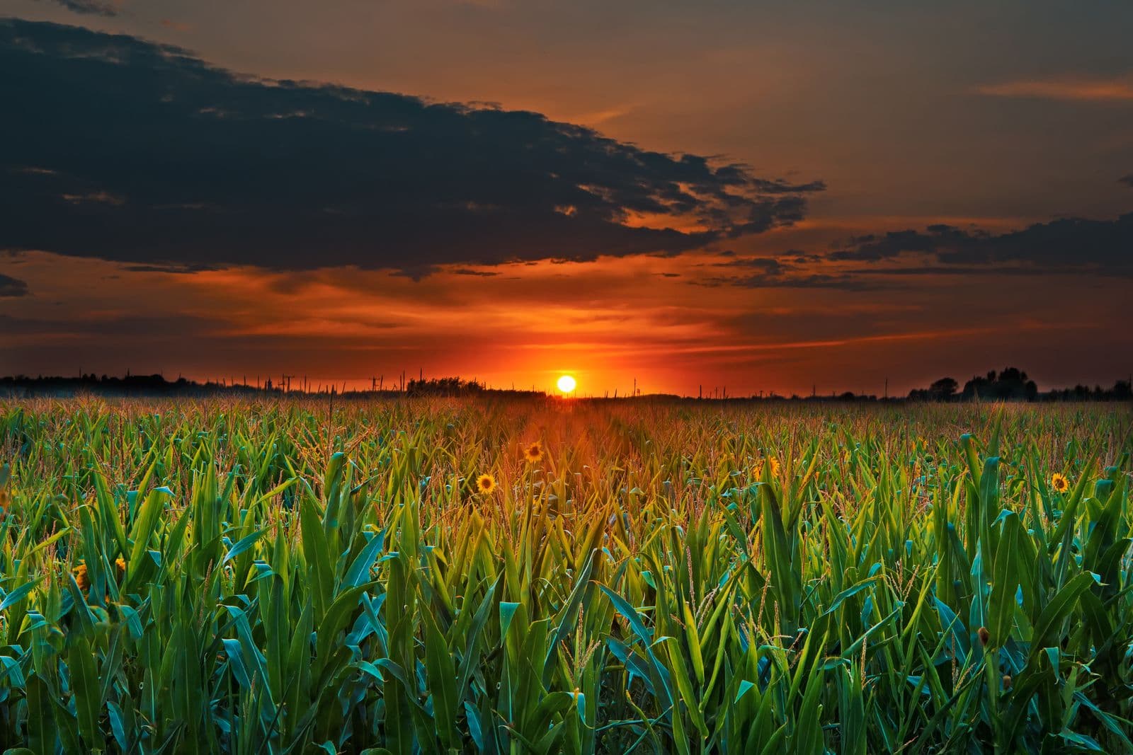 A vivid orange sunset over a lush green cornfield dotted with sunflowers.