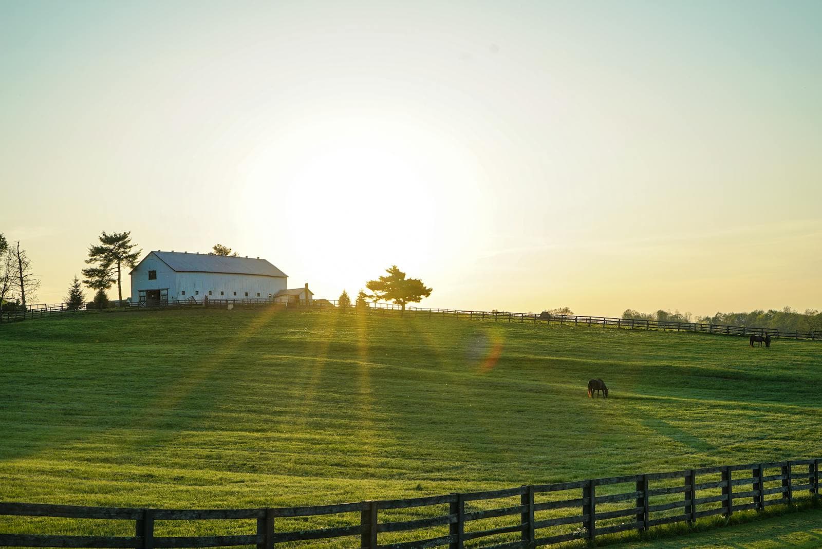 Golden sunrise over a Kentucky horse farm with a white barn, board fences and horses grazing in green pastures.