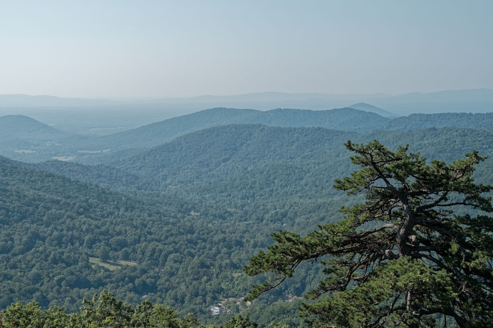 Hazy blue ridgelines roll into the distance beyond a gnarled pine at an overlook in Shenandoah National Park, Virginia.